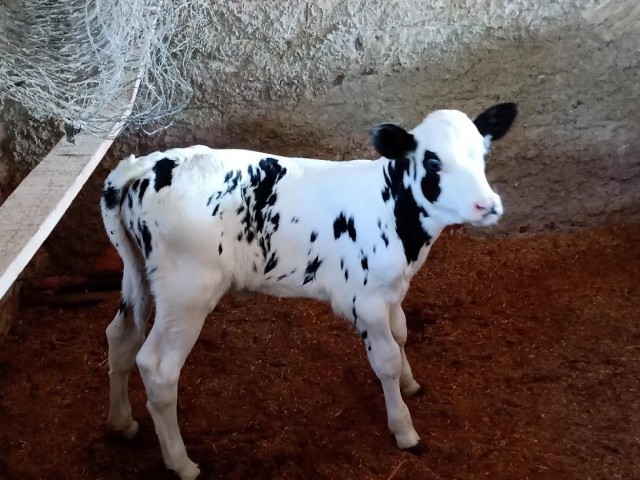 Em Irati, bezerras nascidas de inseminação artificial estão em desenvolvimento