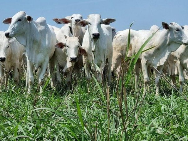 Boi: preços sobem com boas condições das pastagens