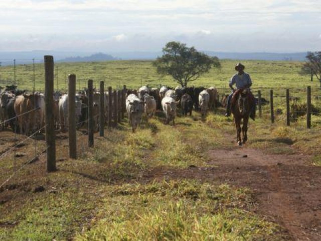 Desmama racional faz o manejo ser mais tranquilo e rentável na fazenda