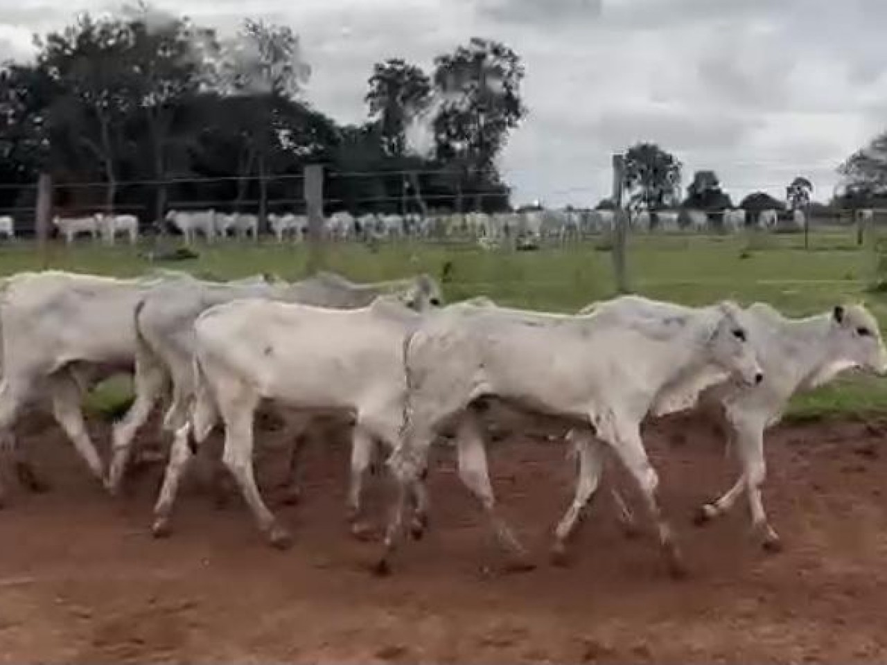 647531447625c