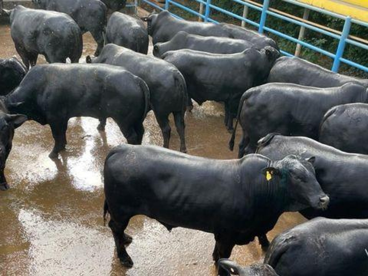 Boiada impressiona com 27@ de peso médio de carcaça em Goiás
