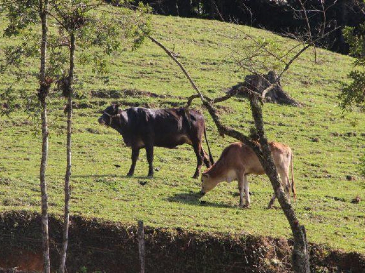 Fazendas são proíbidas de ter mais de 725 vacas leiteiras
