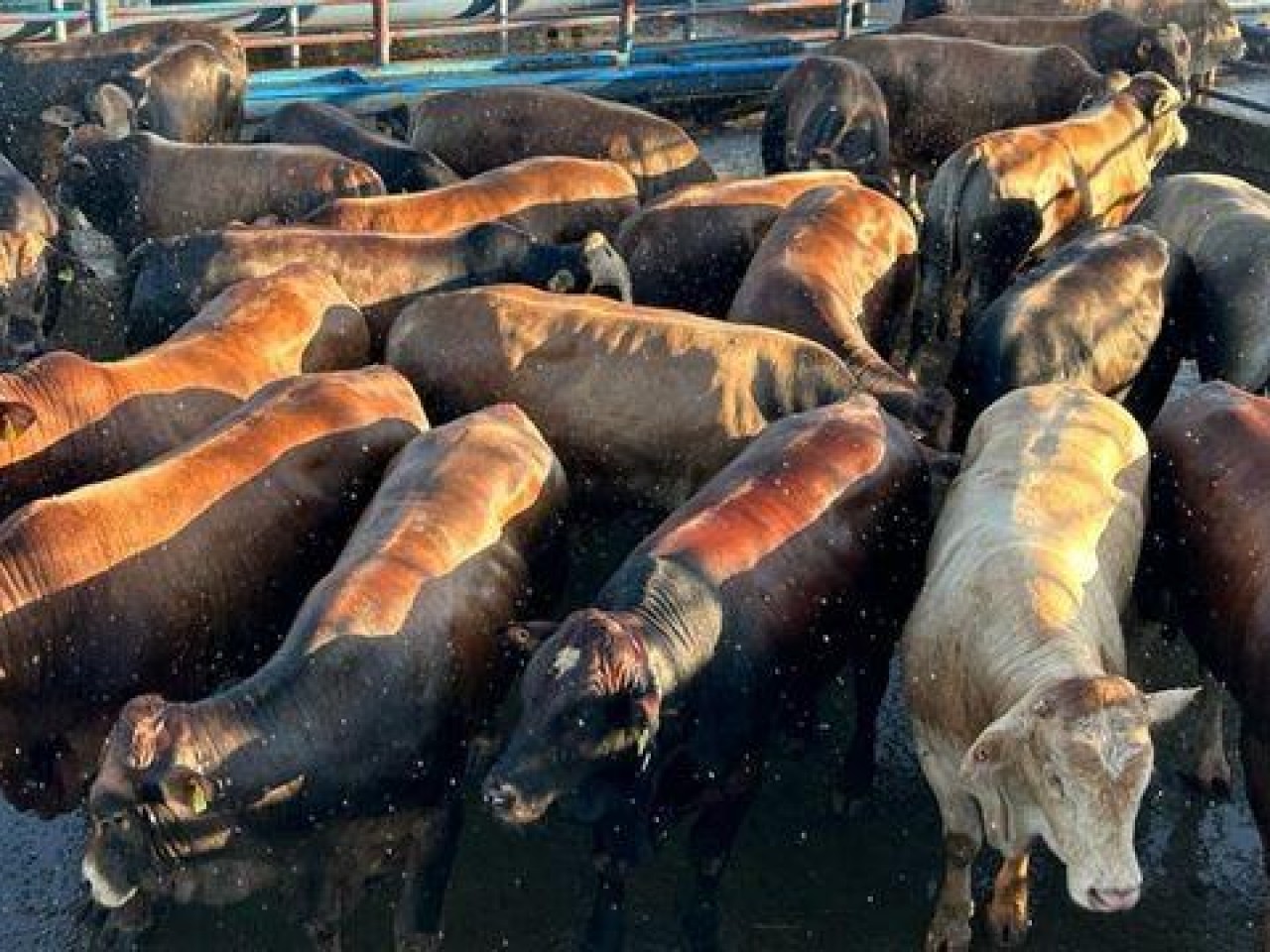Garrotes F1 Simental atingem 2,1 kg de GMD na engorda em MS