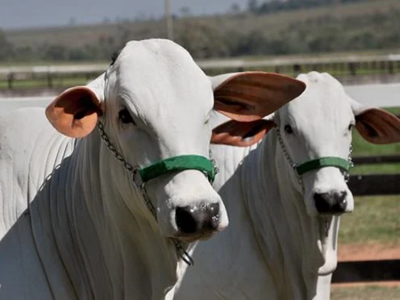 Cenário segue complicado para pecuaristas; confira destaques desta sexta Cenário segue complicado para pecuaristas; confira destaques desta sexta