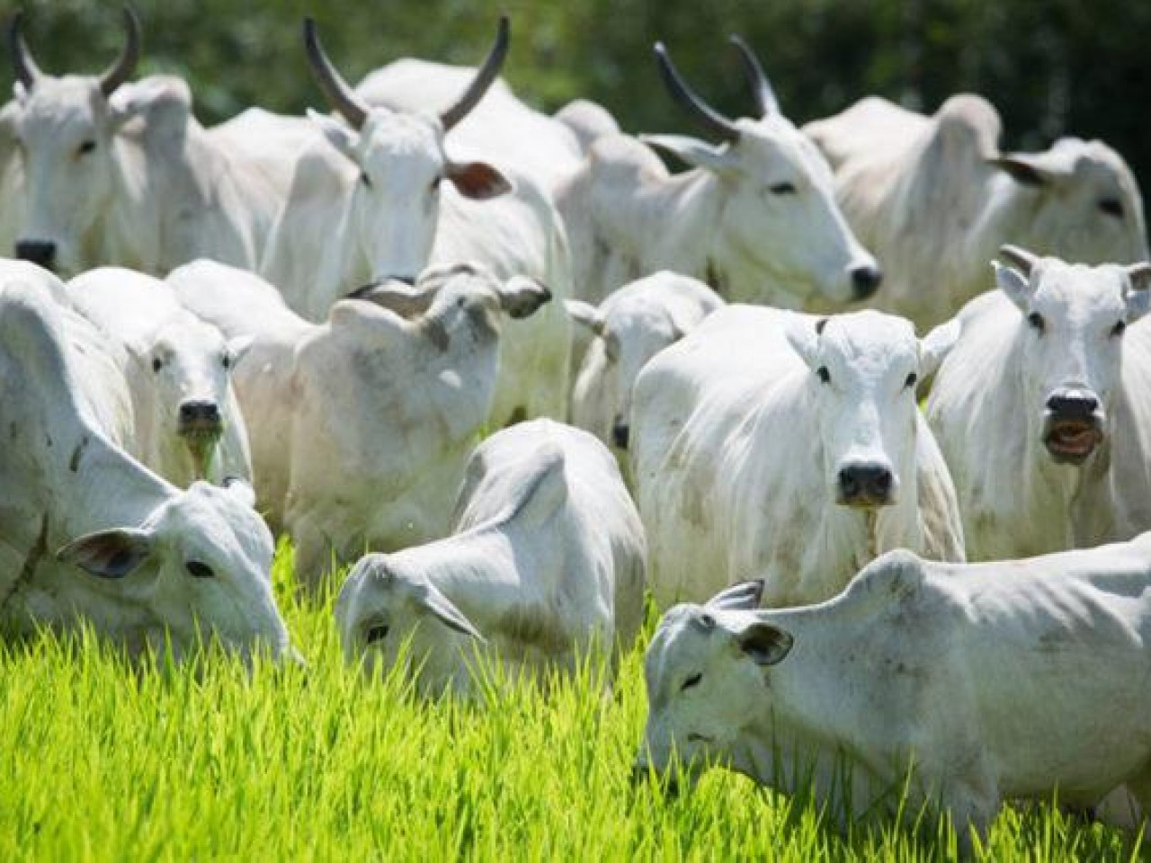 Boi gordo: retorno do mercado chinês pode fazer preços da arroba subir, diz Safras Boi gordo: retorno do mercado chinês pode fazer preços da arroba subir, diz Safras