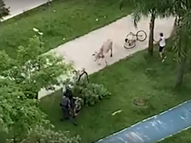 Vídeo: Boi ‘atropela’ duas pessoas em avenida movimentada de SP 