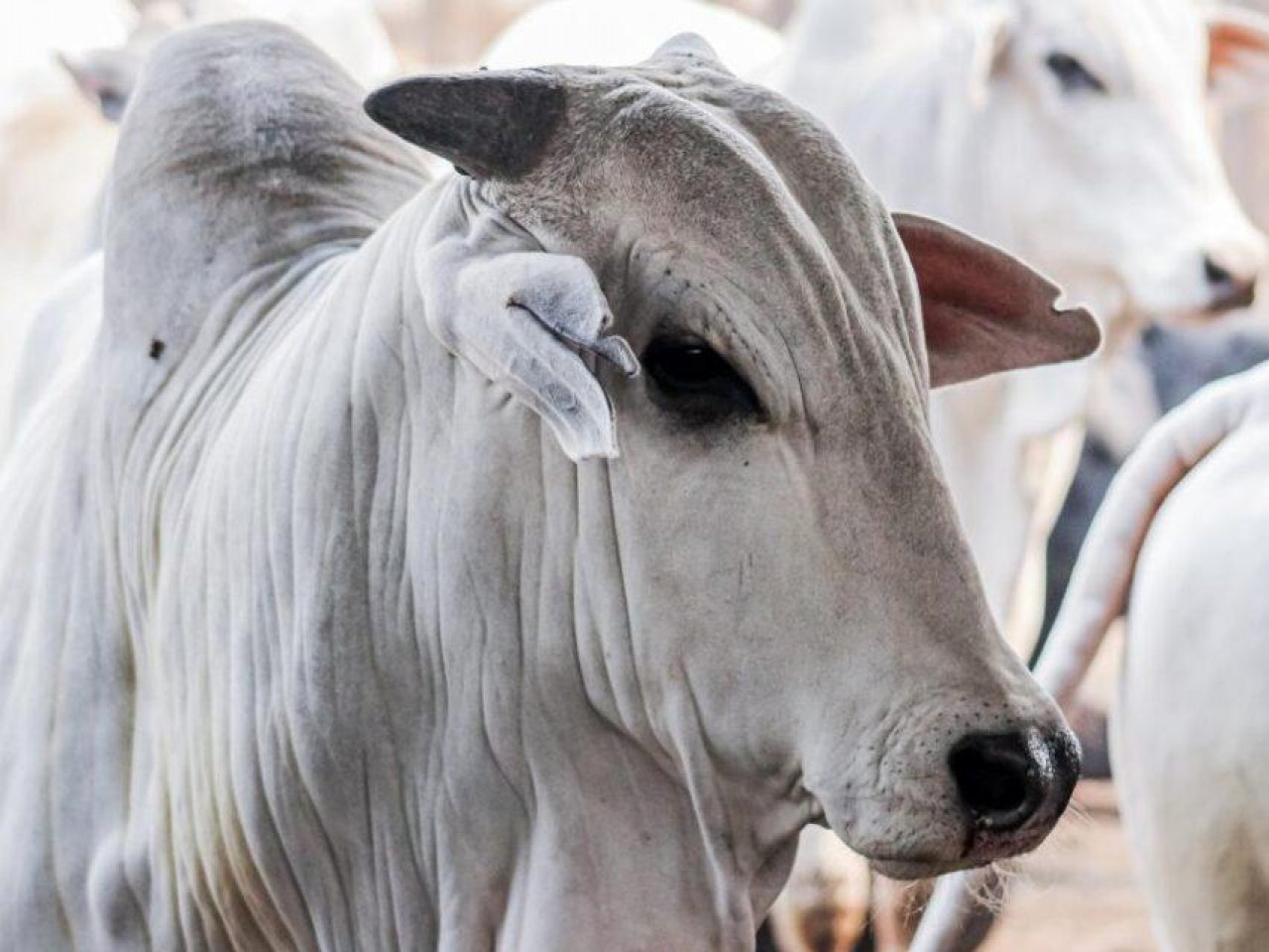 Produtor rural leva prejuízo de quase meio milhão ao comprar gado em Camapuã