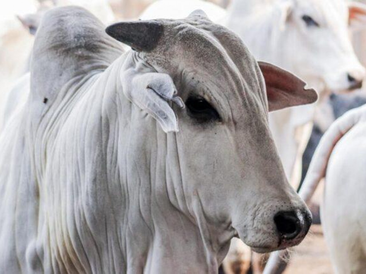 Abates de bovinos crescem 5,85% em Mato Grosso