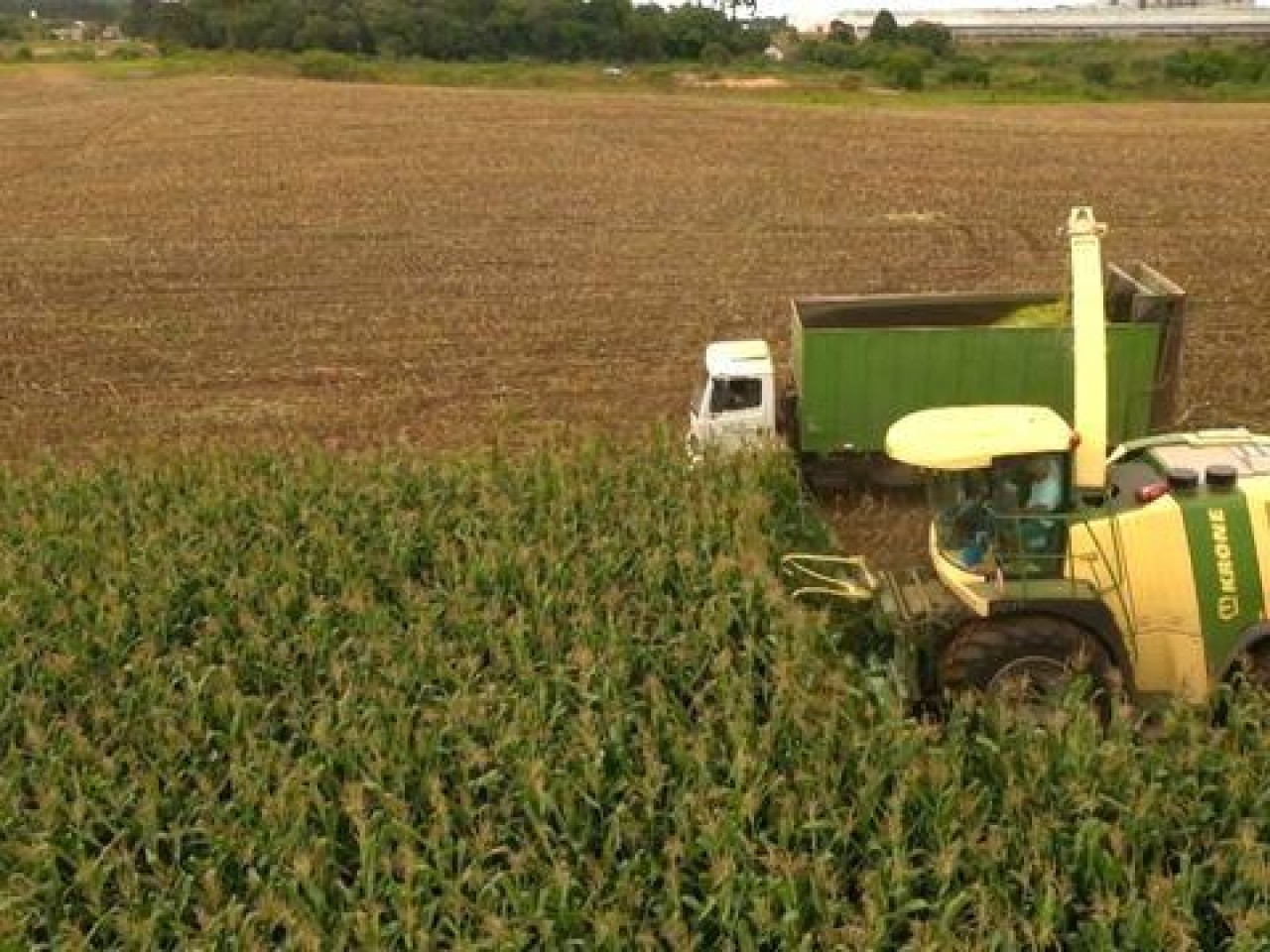 Silagem de capiaçu: três dicas para o gado aproveitar melhor o alimento Silagem de capiaçu: três dicas para o gado aproveitar melhor o alimento