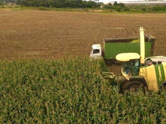 Silagem de capiaçu: três dicas para o gado aproveitar melhor o alimento