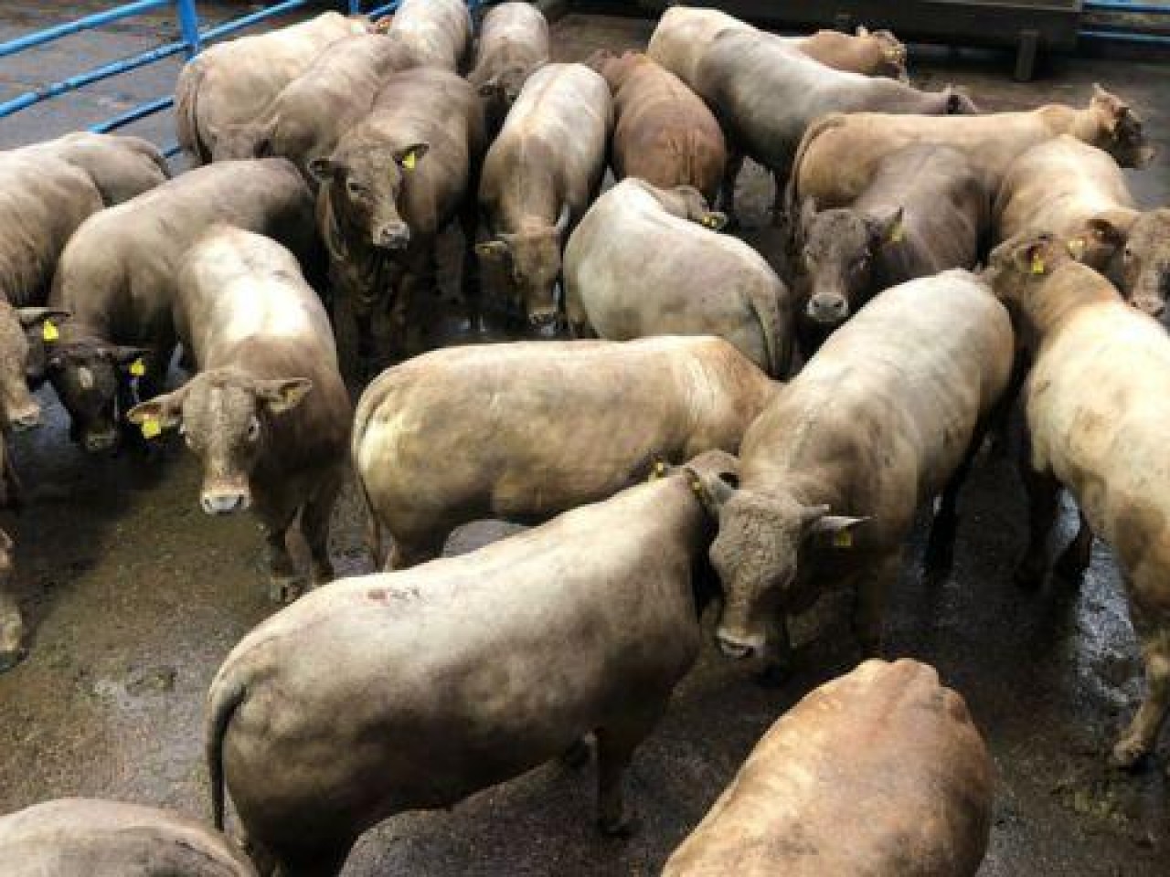 Genética de ponta faz novilhos Charolês chegarem aos 16 meses com 24@ em GO Genética de ponta faz novilhos Charolês chegarem aos 16 meses com 24@ em GO