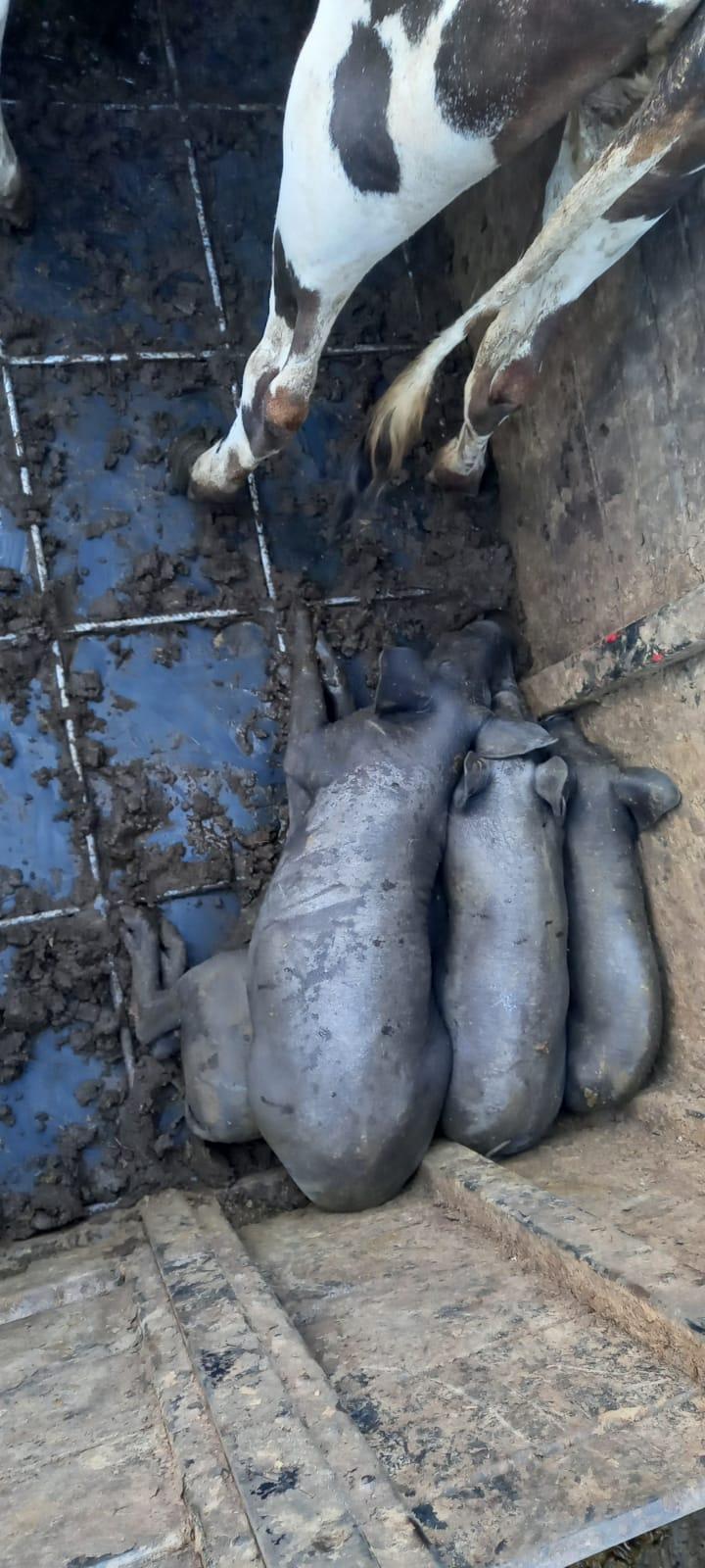 Mais lida: Polícia resgata 47 bovinos e suínos em situação de maus tratos