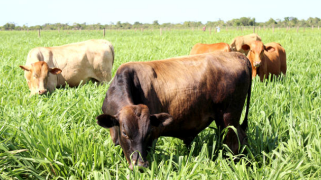 Bactéria na semente da pastagem aumenta produtividade em até 10%