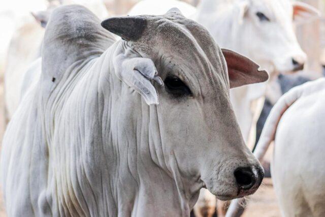 Abates de bovinos crescem 5,85% em Mato Grosso