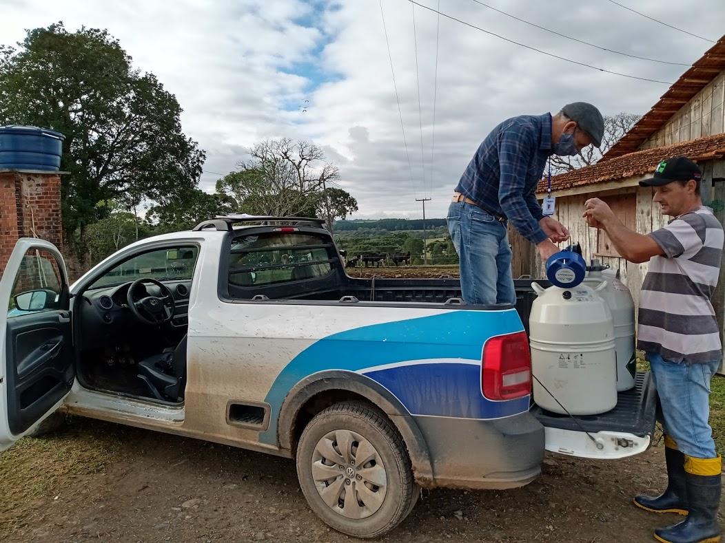 Em Irati, bezerras nascidas de inseminação artificial estão em desenvolvimento