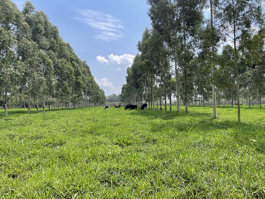 Estudo comprova que pecuária de leite no Brasil gera baixa emissão de carbono.