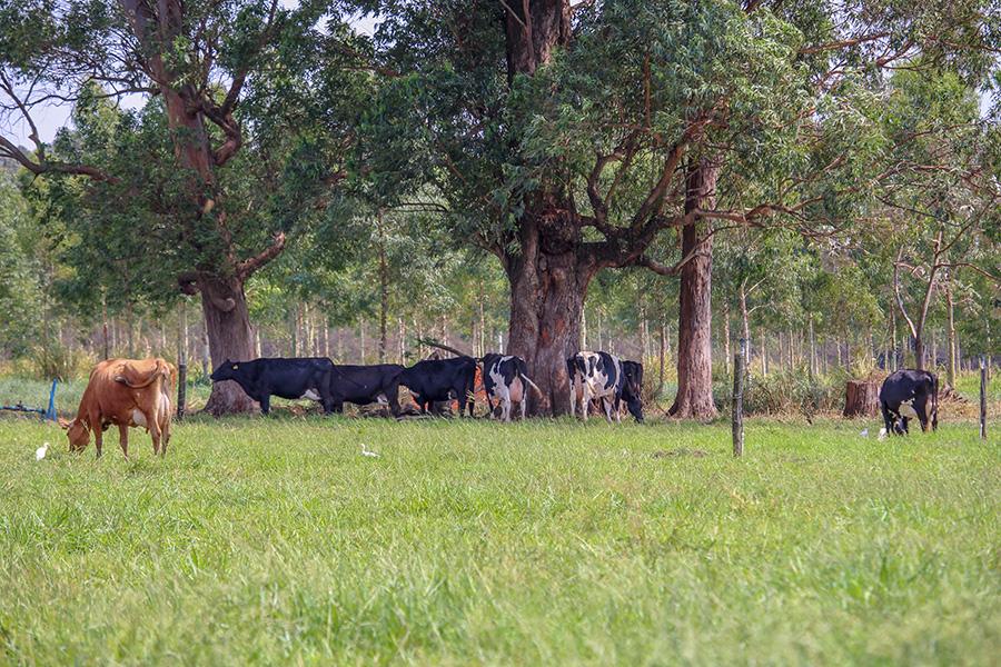 Estudo comprova que pecuária de leite no Brasil gera baixa emissão de carbono.