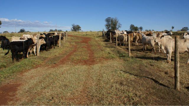 Desmama racional faz o manejo ser mais tranquilo e rentável na fazenda