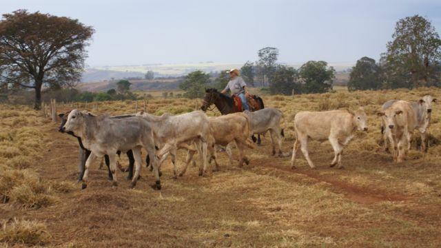 Desmama racional faz o manejo ser mais tranquilo e rentável na fazenda