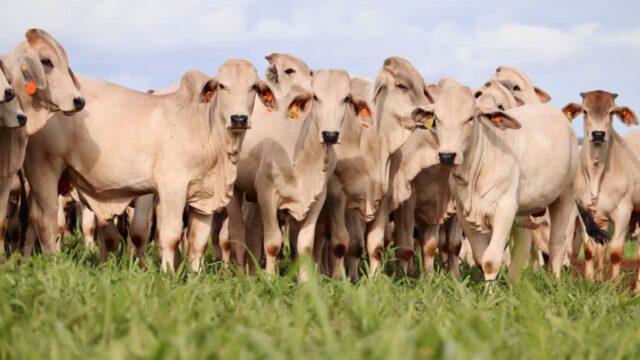 Desmama racional faz o manejo ser mais tranquilo e rentável na fazenda